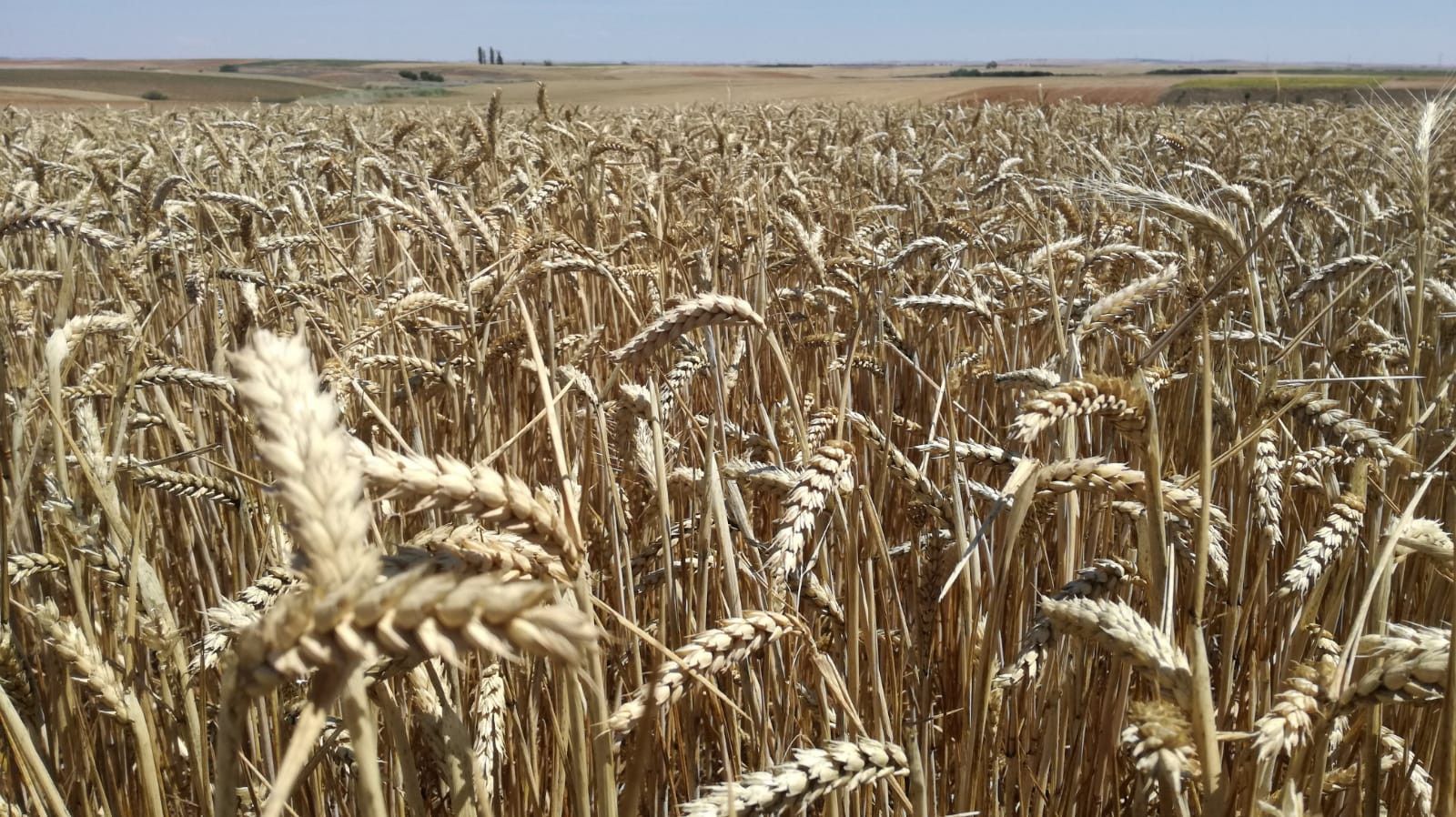 Campo de cereales Campo de cereales