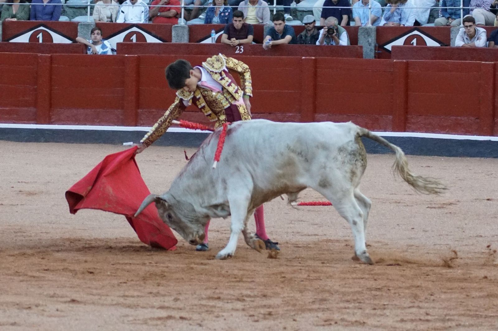 Clase práctica con alumnos de la Escuela de Tauromaquia de Salamanca (Diego Mateos, Noel García y Álvaro Rojo con erales de Esteban Isidro)