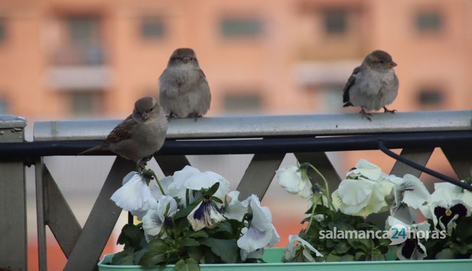 Gorrión común en una terraza de Salamanca. Imagen Javier S.Fraile Gorrión común en una terraza de Salamanca. Imagen Javier S.Fraile