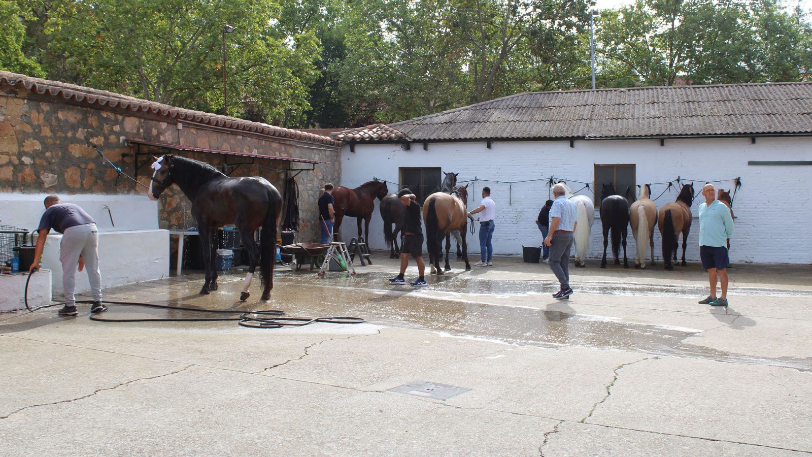 Un encierro de grata presentación de Sánchez y Sánchez para corrida de rejones de la feria