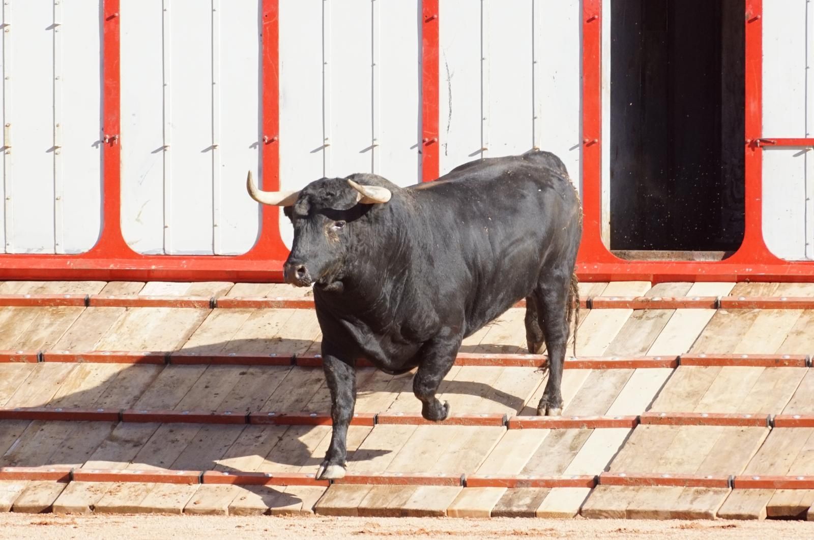 Tradicional Desenjaule en la Plaza de Toros La Glorieta