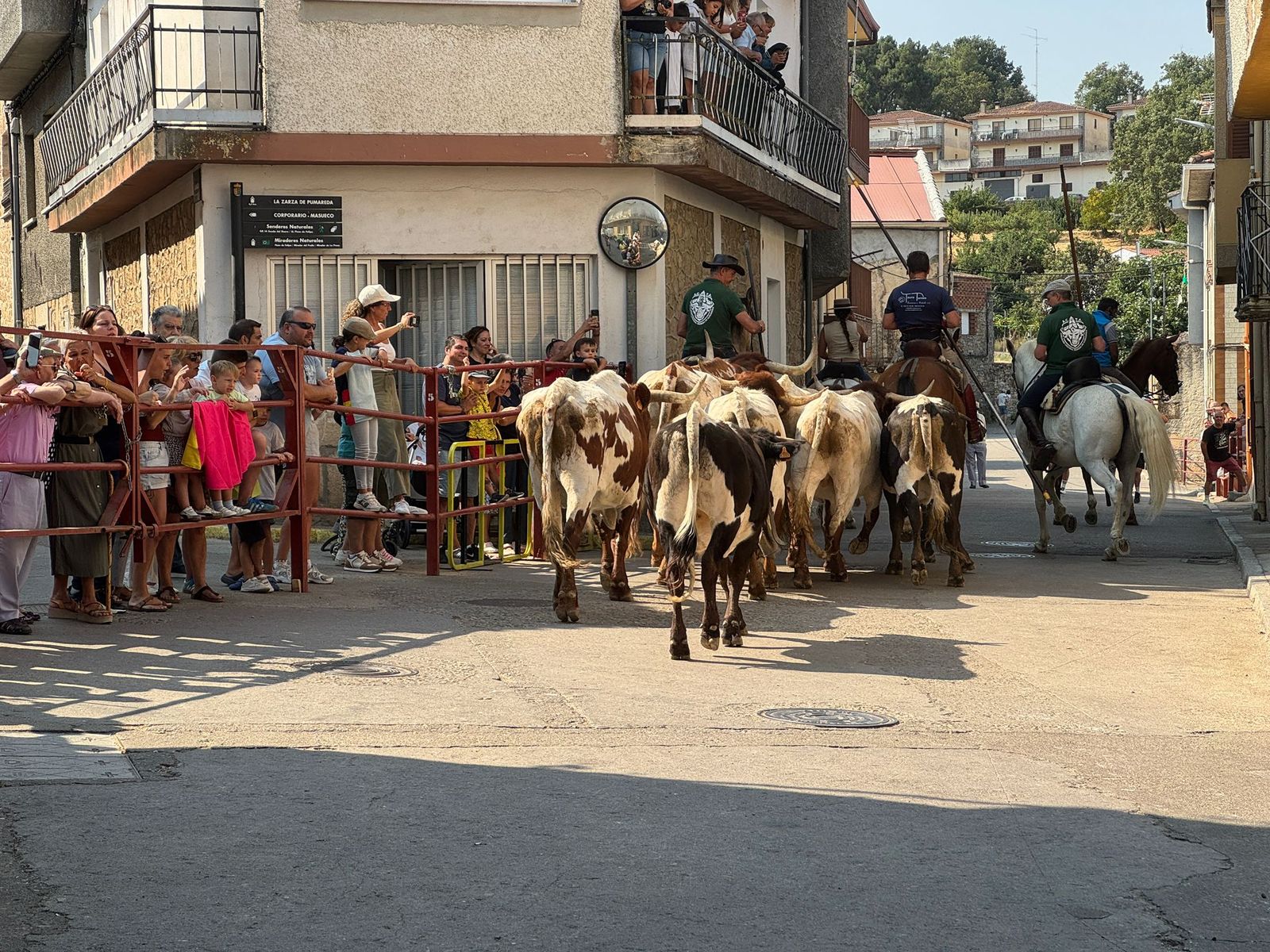 Encierro de bueyes en Aldeadávila de la Ribera para enseñarles el camino para los encierros en sus fiestas 2025