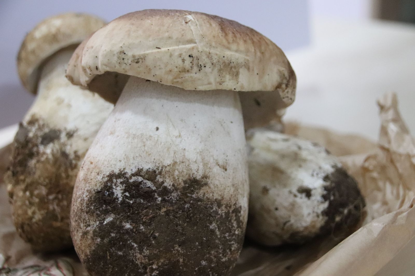 Boletus Boletus