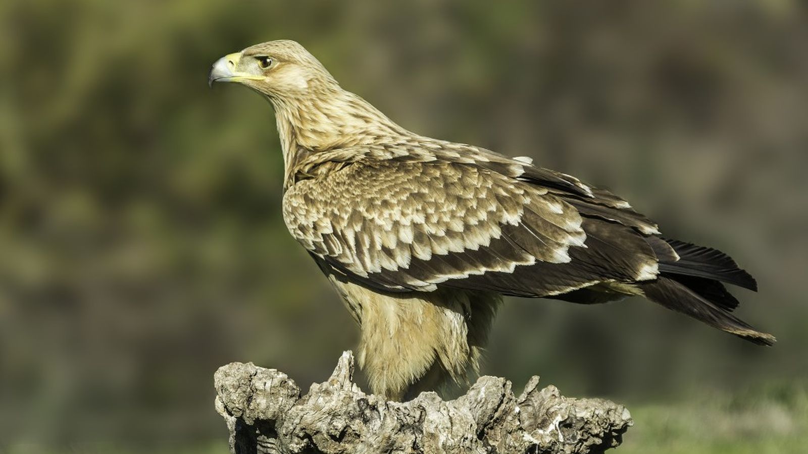 Águila imperial ibérica