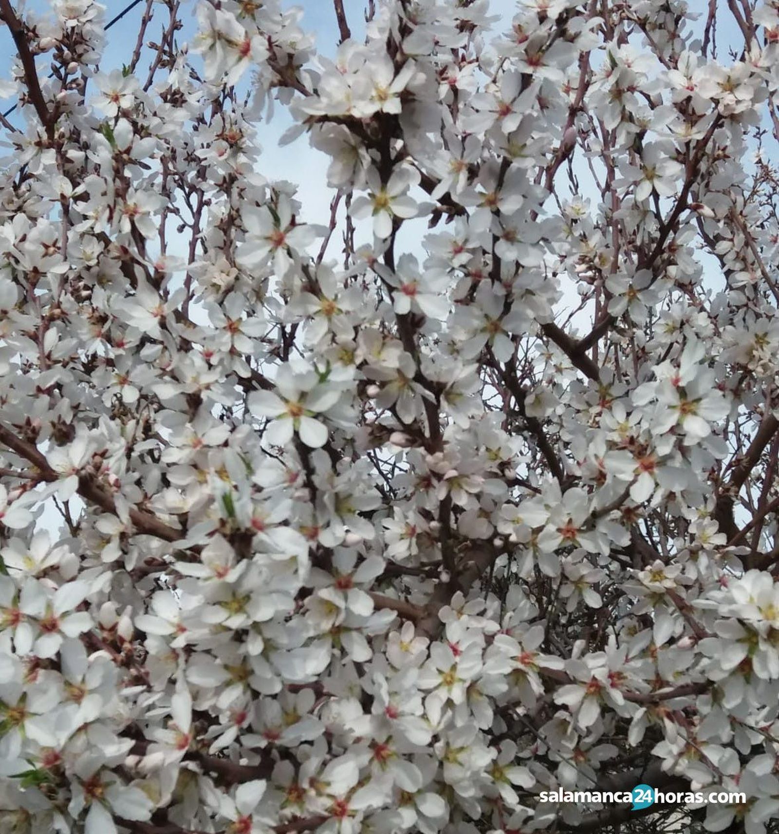 Almendros AldeadávilaWhatsApp Image 2020 02 25 at 11.19.53