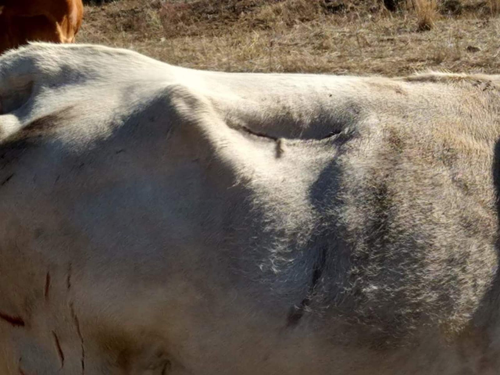 Vacas heridas lobo (2)