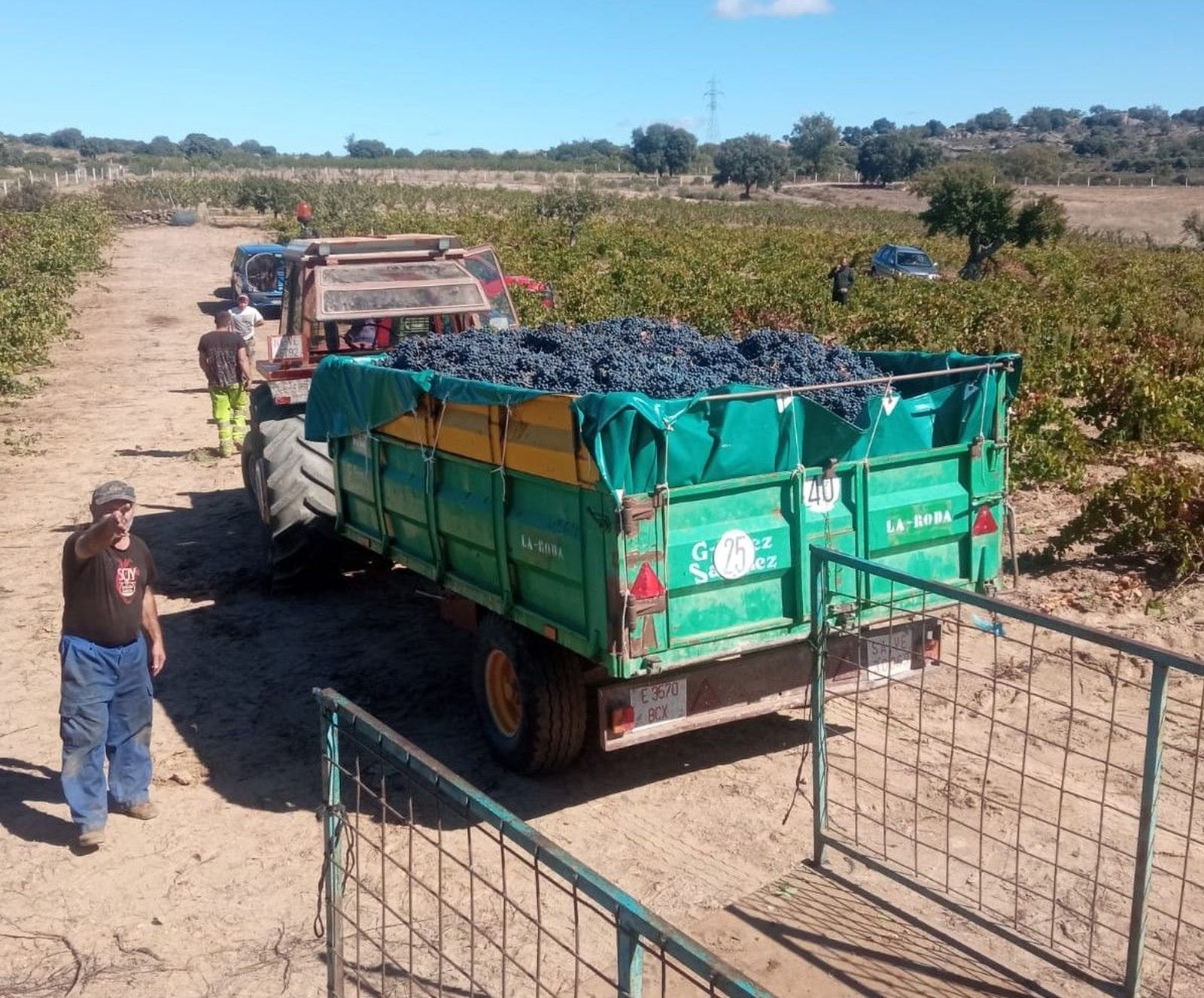 Campaña 2022 vendimia en Arribes
