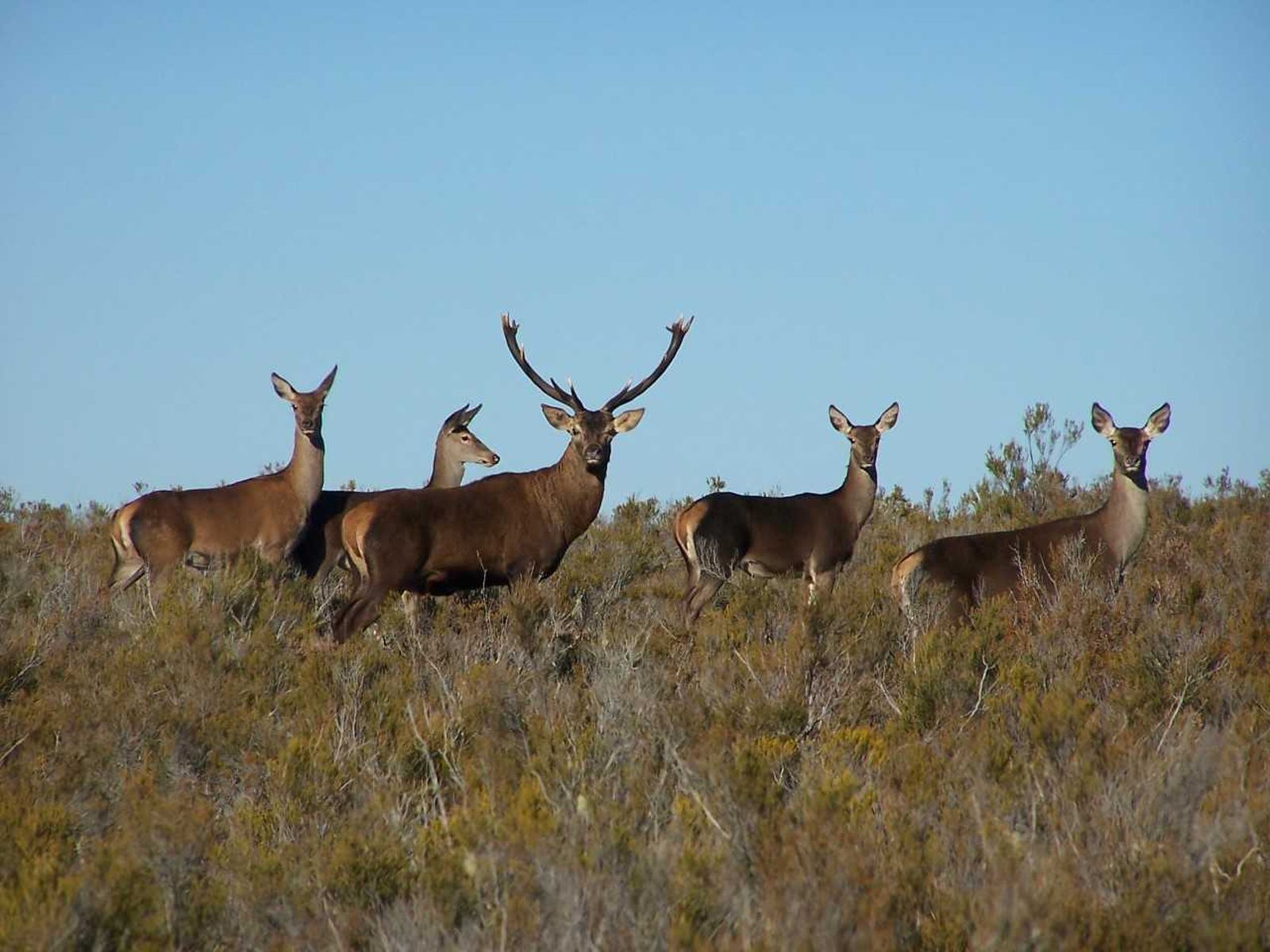 Subasta Sierra de la Culebra