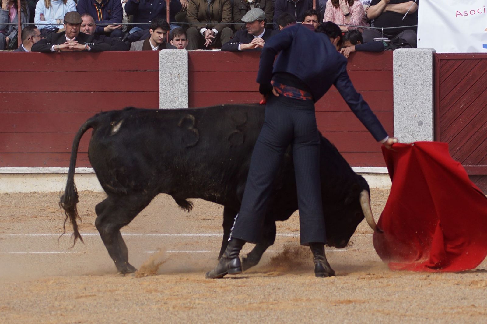 Festival taurino solidario por la esclerosis múltiple en Guijuelo