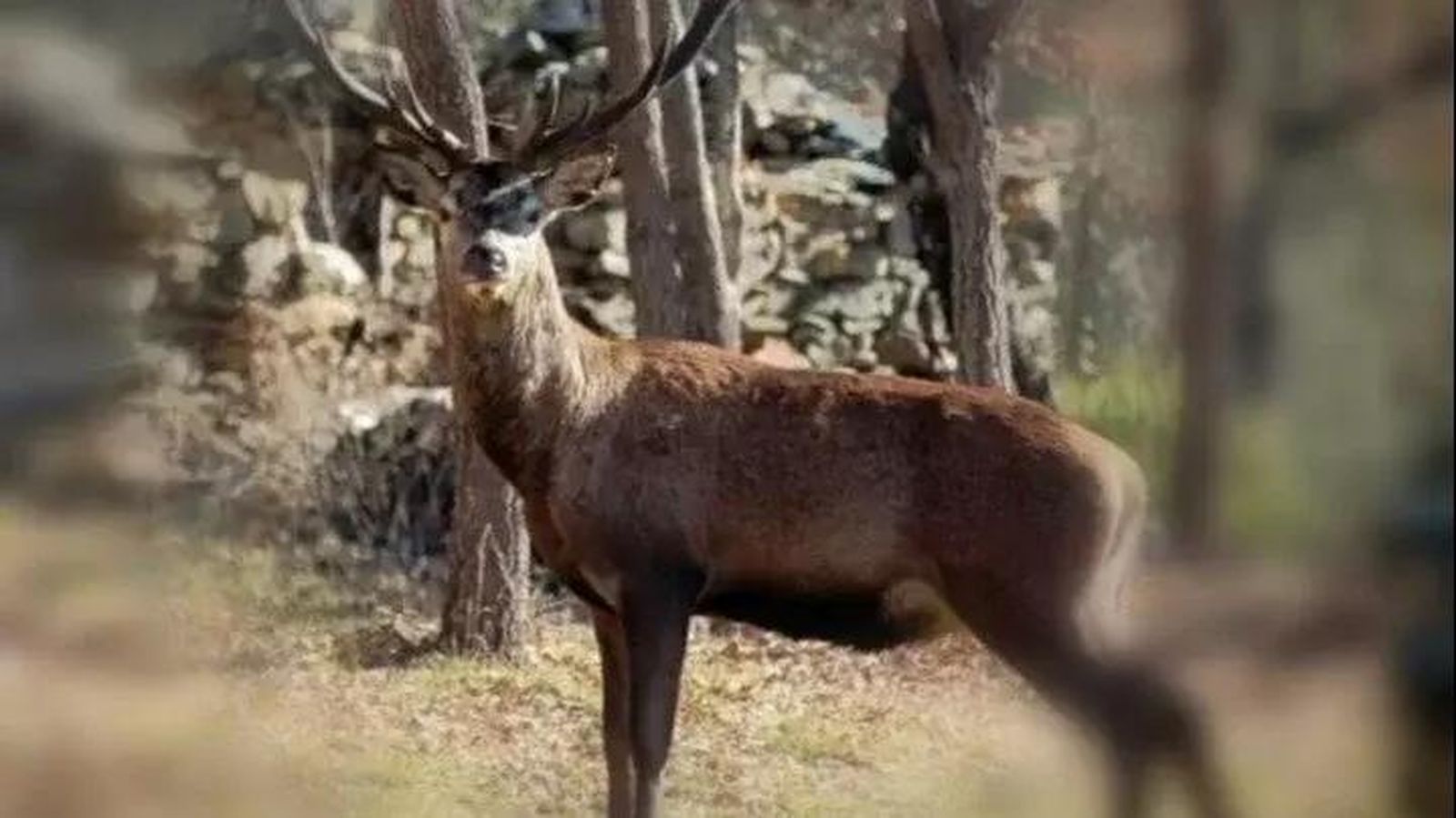 Imagen de 'Carlitos' que acompaña la petición en la plataforma