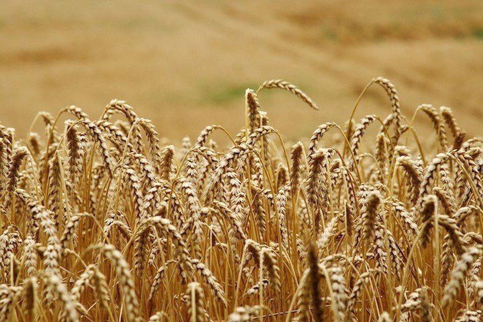 El cereal y la mesa del despiece ibérico agitan la Lonja