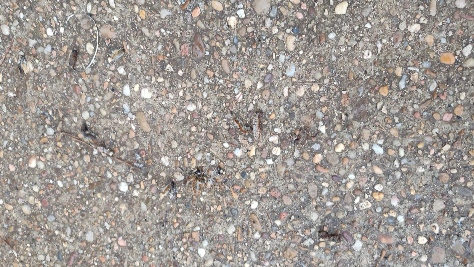 Oruga procesionaria en Valorio esta semana