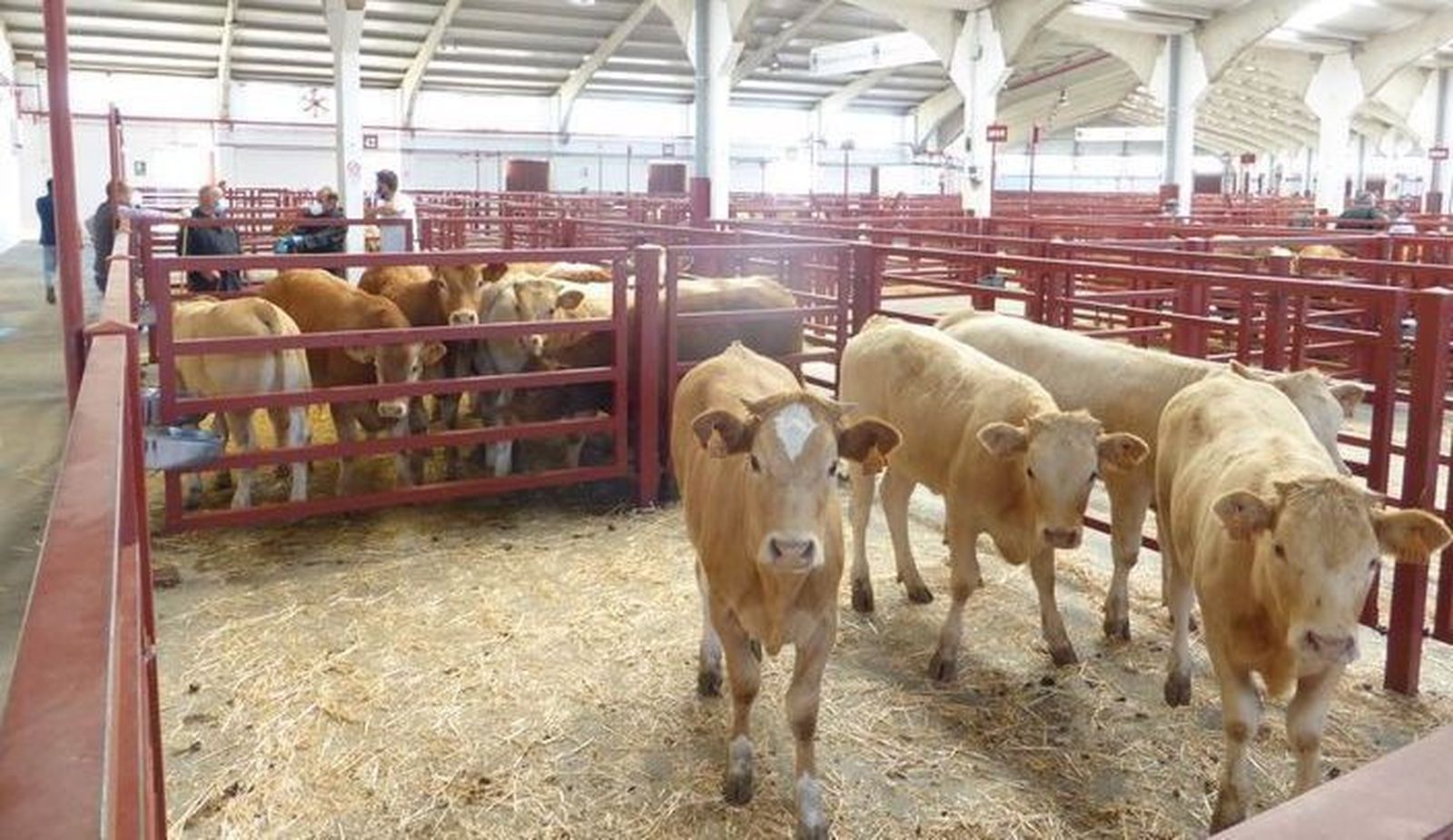 Mercado de vacuno en salamanca
