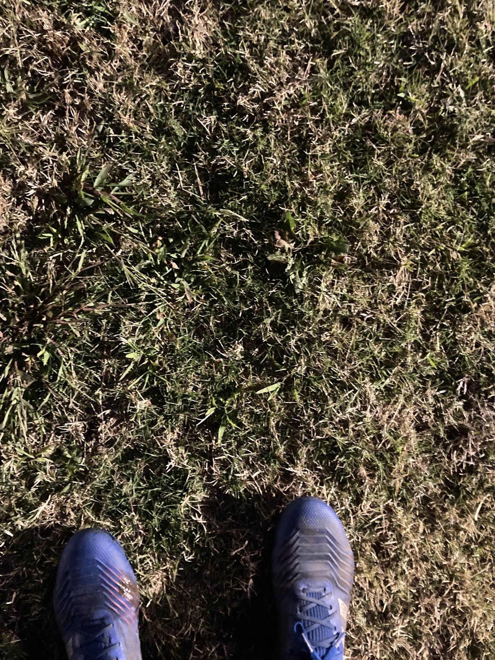 Estado del cesped de la Ciudad Deportiva