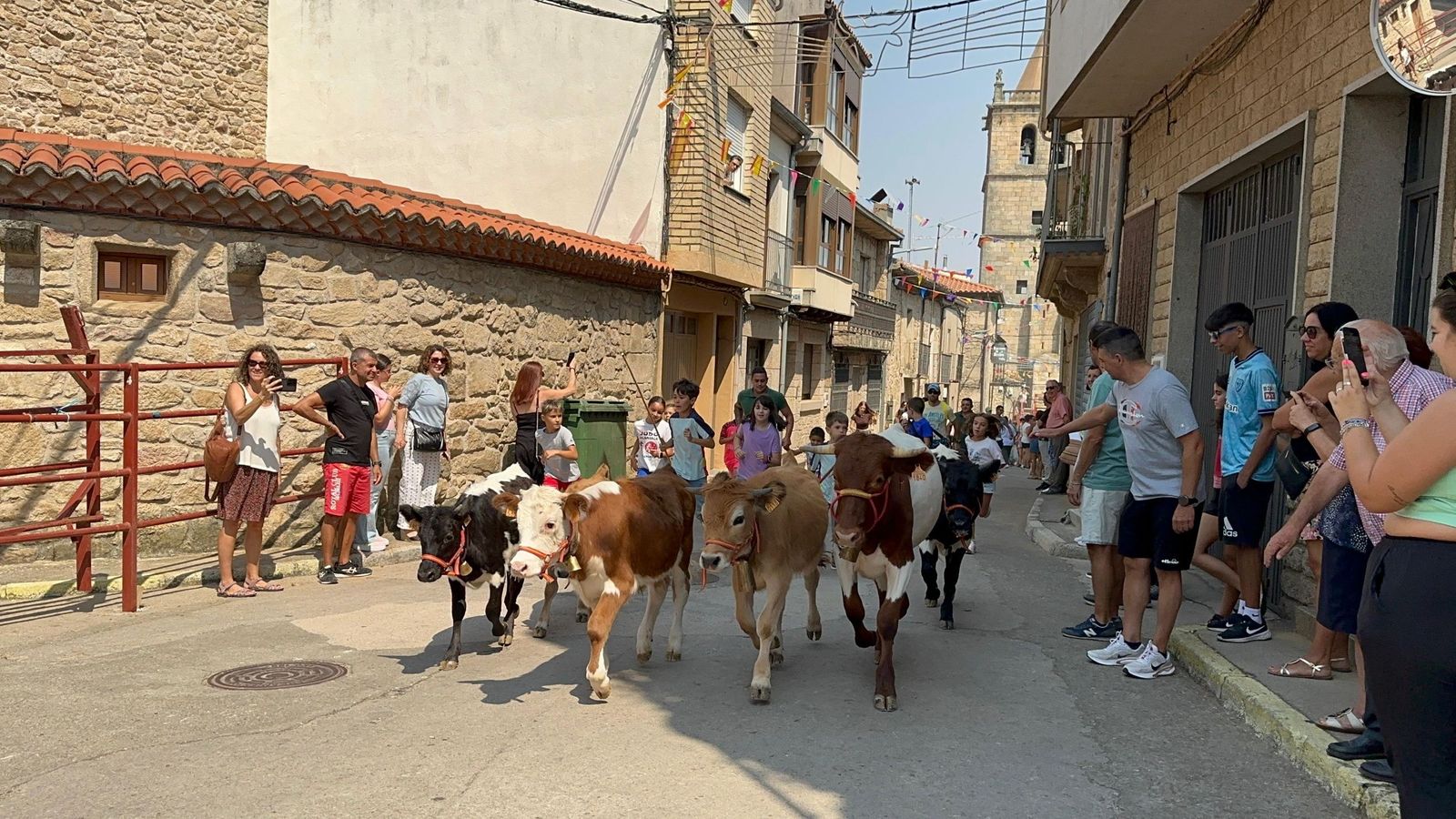 Mini bueyes en Aldeadávila