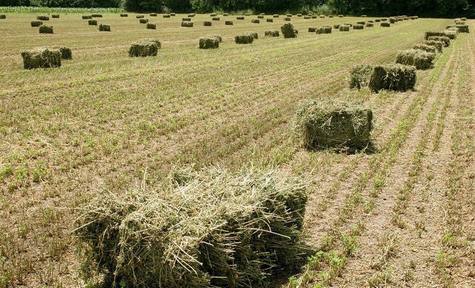 Las mesas sectoriales de forrajes cereales, oleaginosas, proteaginosas y leguminosas miran hacia el futuro