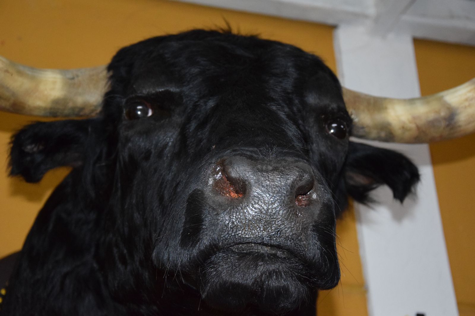 taxidermia-en-salamanca-35