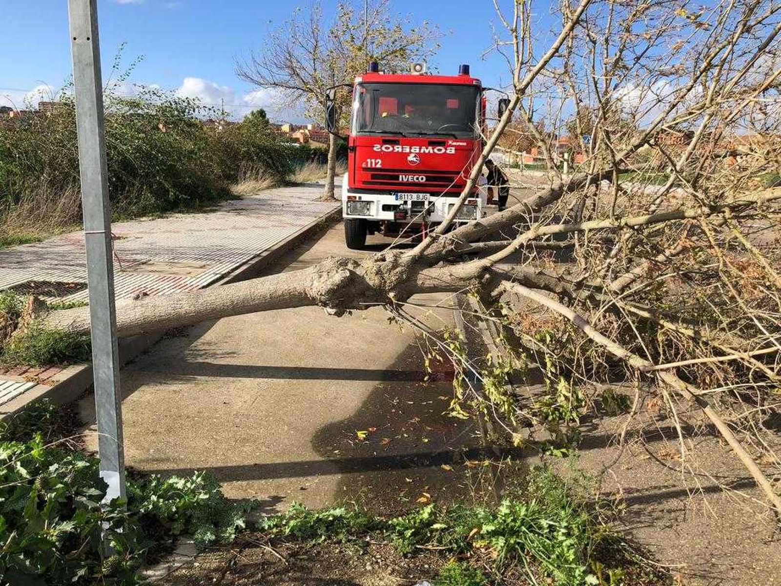 Bomberos de Benavente ante un árbol caído.