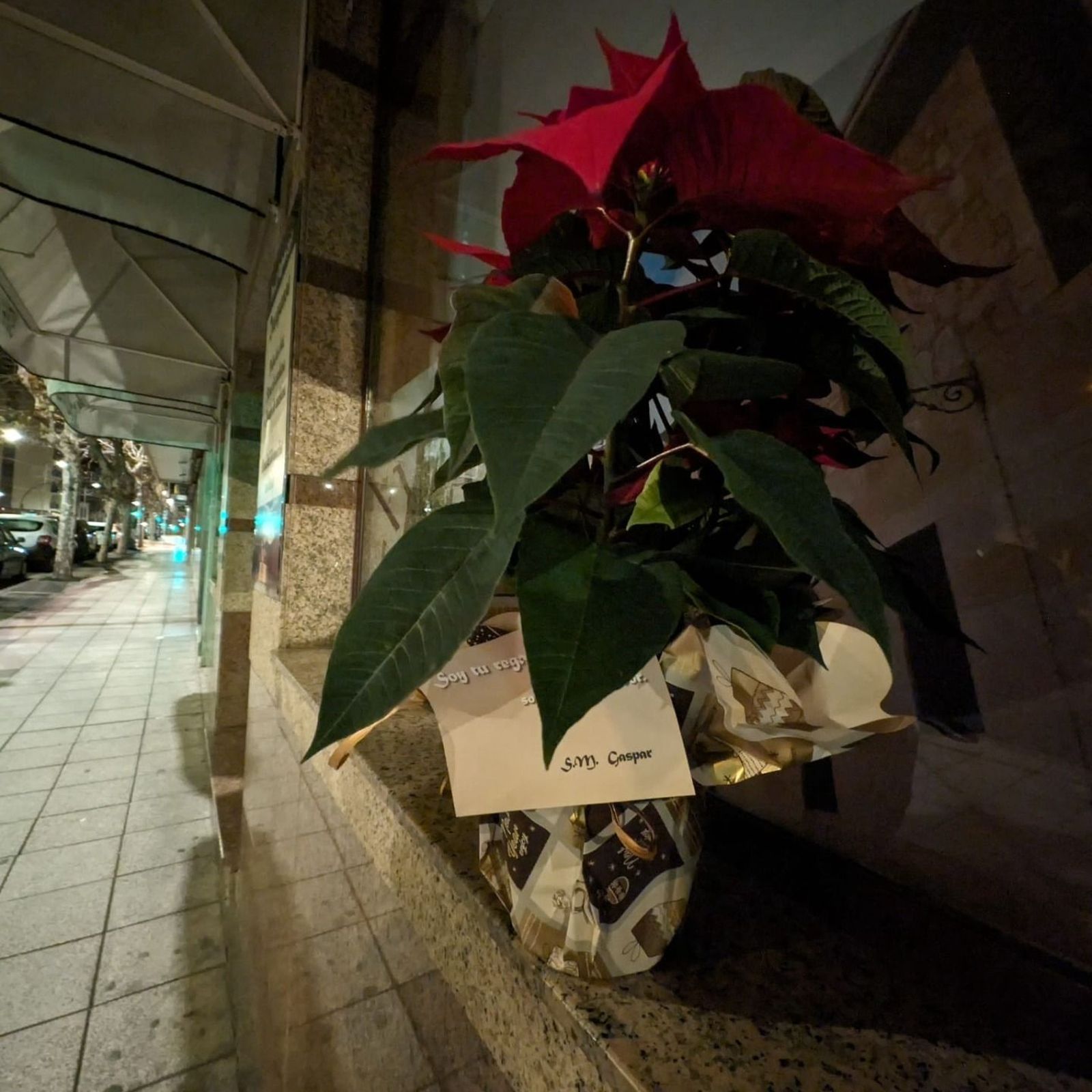 Flor de pascua de los Reyes Magos en el Barrio del Oeste