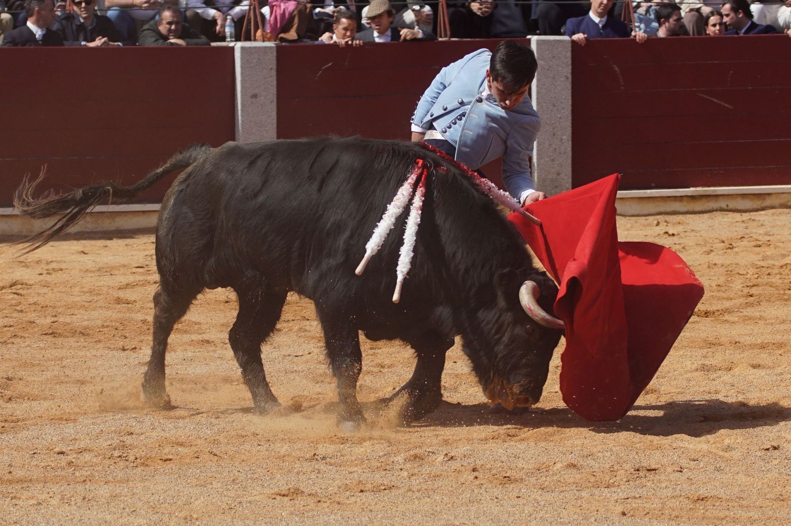 Festival taurino solidario por la esclerosis múltiple en Guijuelo