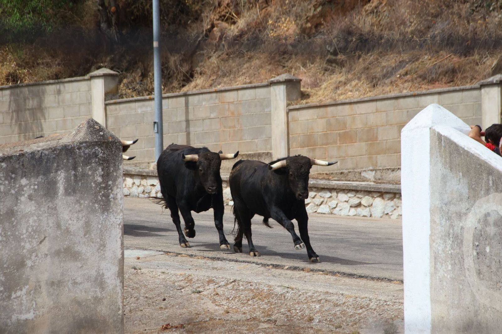 Encierro y vaquilla en Saucelle