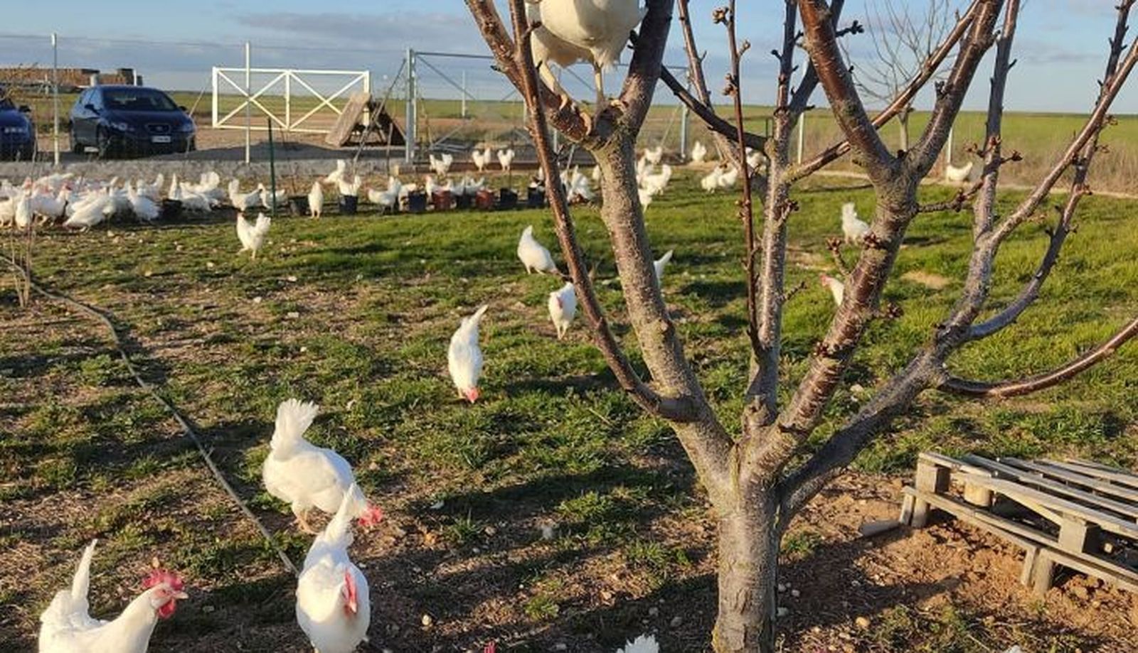 164650086 3864717036908660 1449508272717838917 n