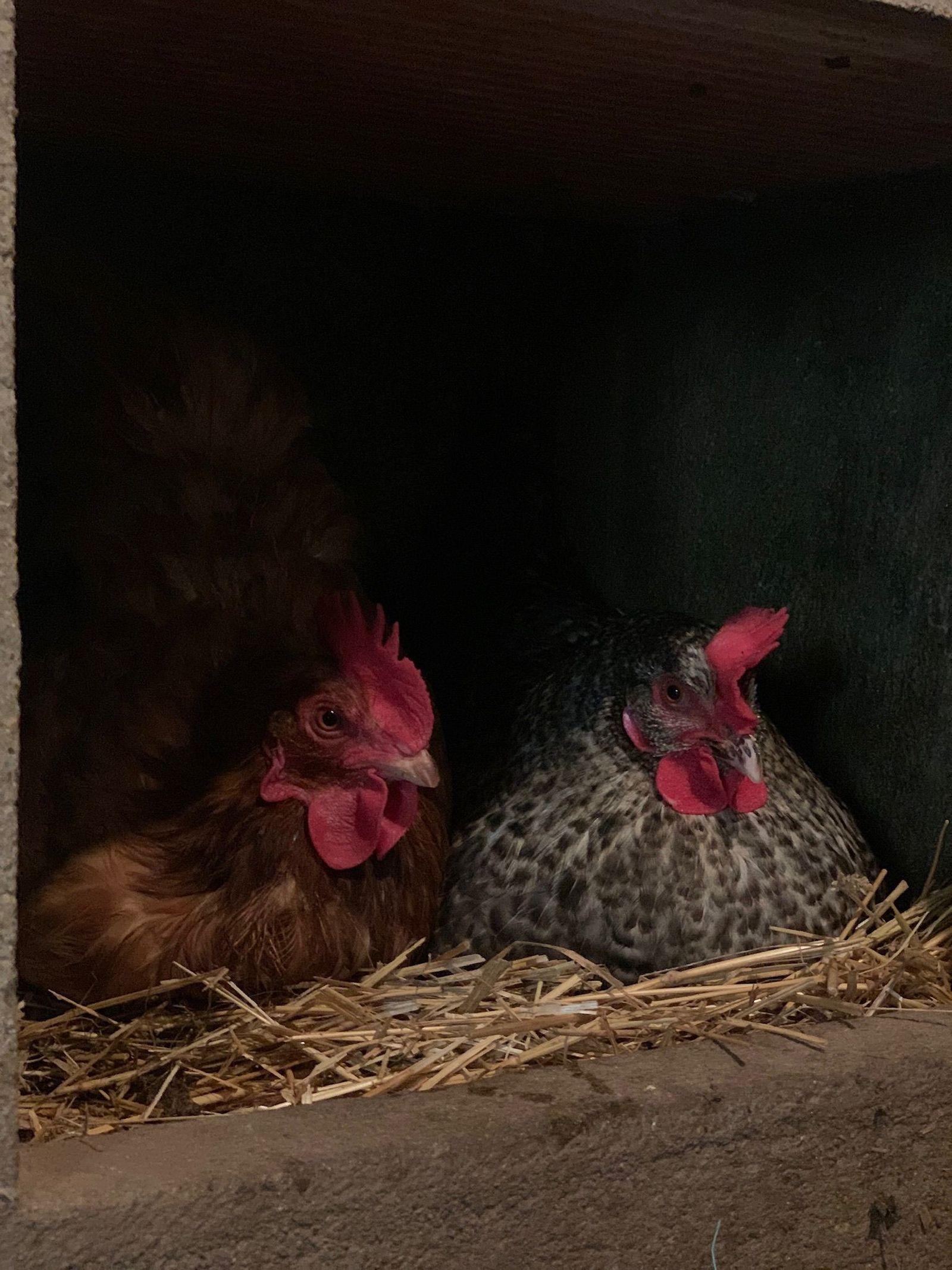 Gallinas en el nido. Foto S24H