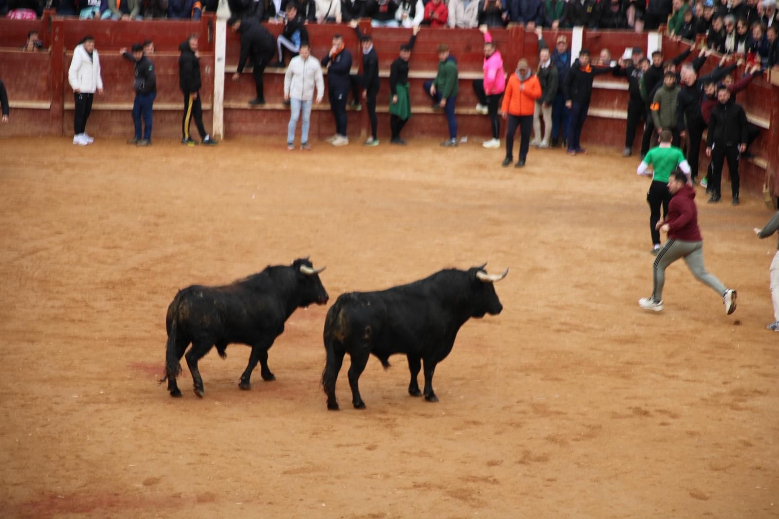 Encierro del lunes de Carnaval en Ciudad Rodrigo, toros de Fermín Bohórquez