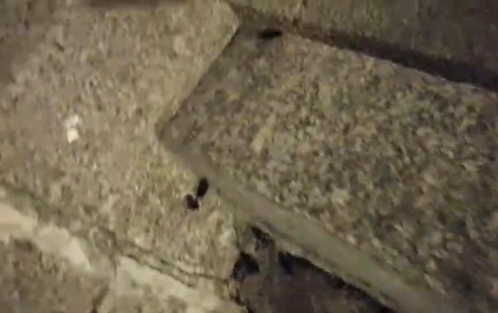 Cucarachas en las escaleras de la iglesia de Sancti-Spíritus