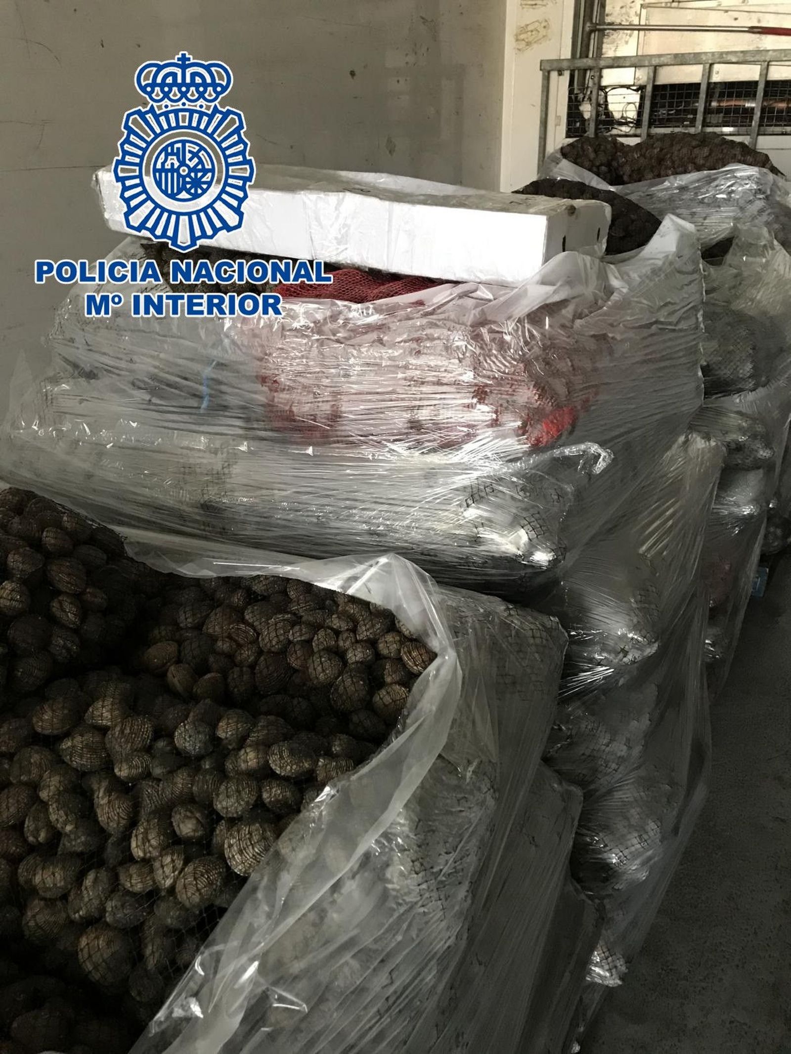 [Grupomadrid] "La Policía Nacional Inmoviliza Más De 25.000 Kilos De Almejas Japónicas Ilegales Destinadas Al Consumo Humano"