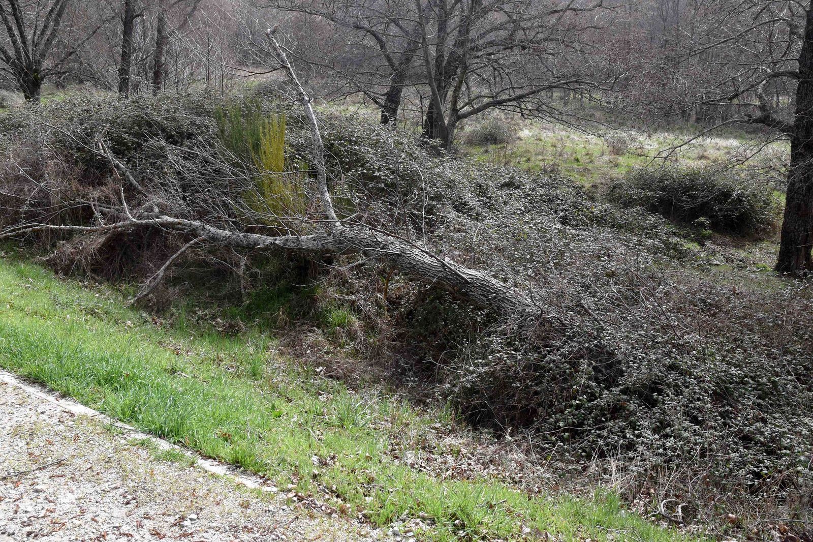 Estado de la Alameda del Bosque de Béjar