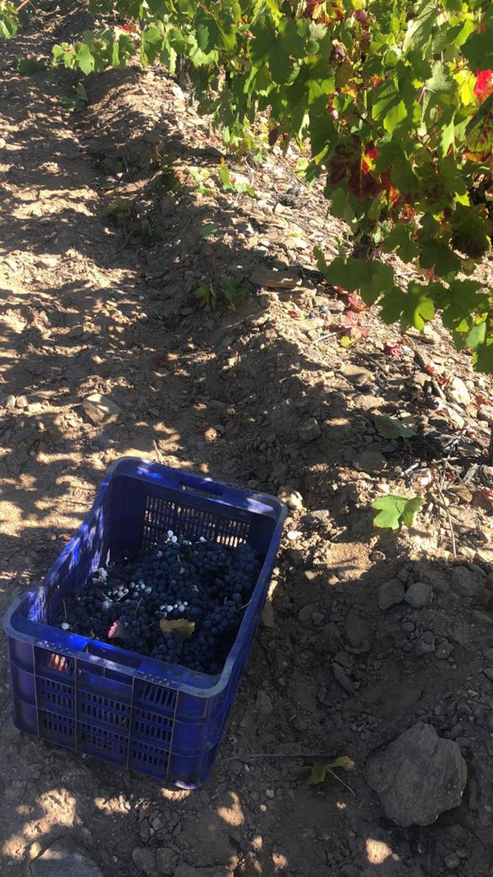 Campaña 2022 vendimia en Arribes 