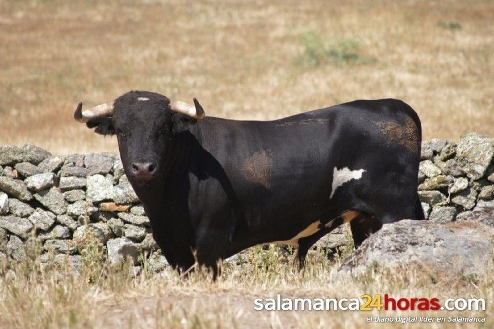 Toros de los espantos de Ledesma