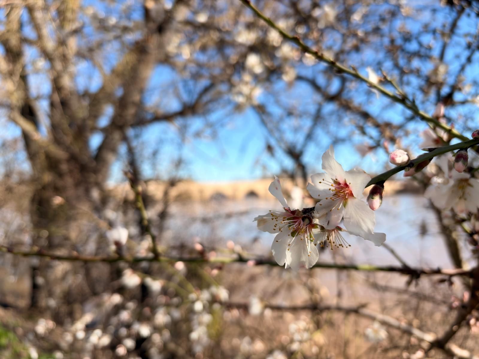 Los almendros florecen en Zamora con el Puente de Piedra como telón de fondo