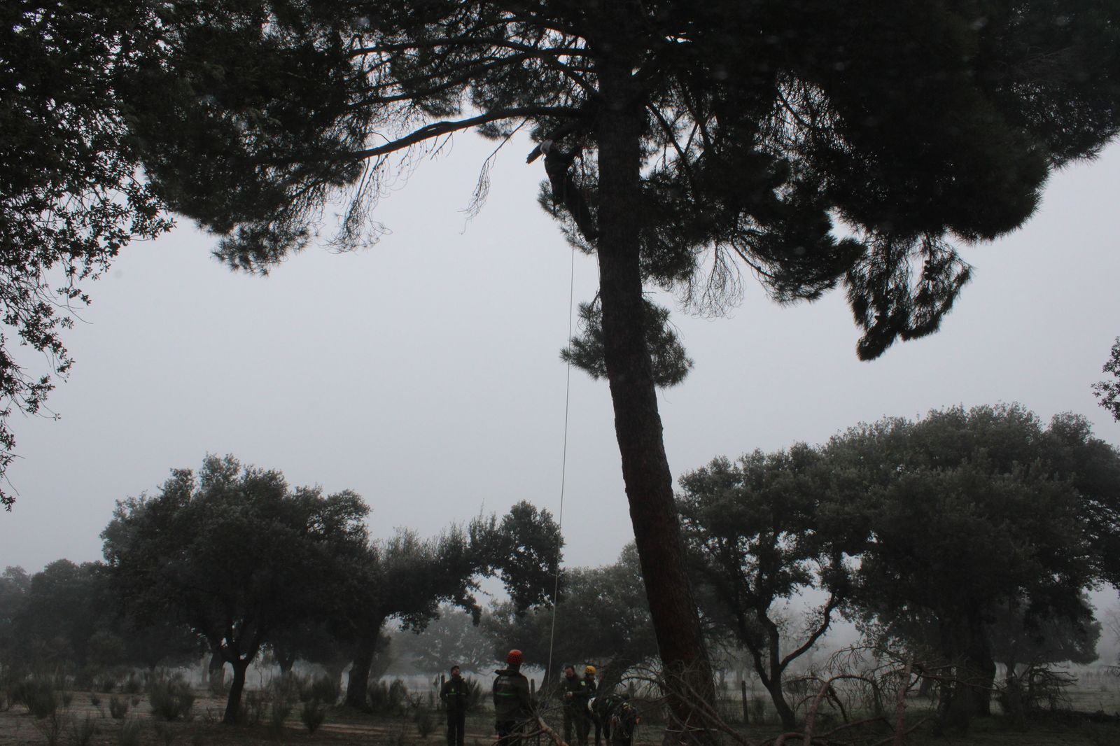 grupo-de-intervenciones-en-altura-agentes-medioambientales-reparacion-nido-cigueena-negra-en-espeja-76