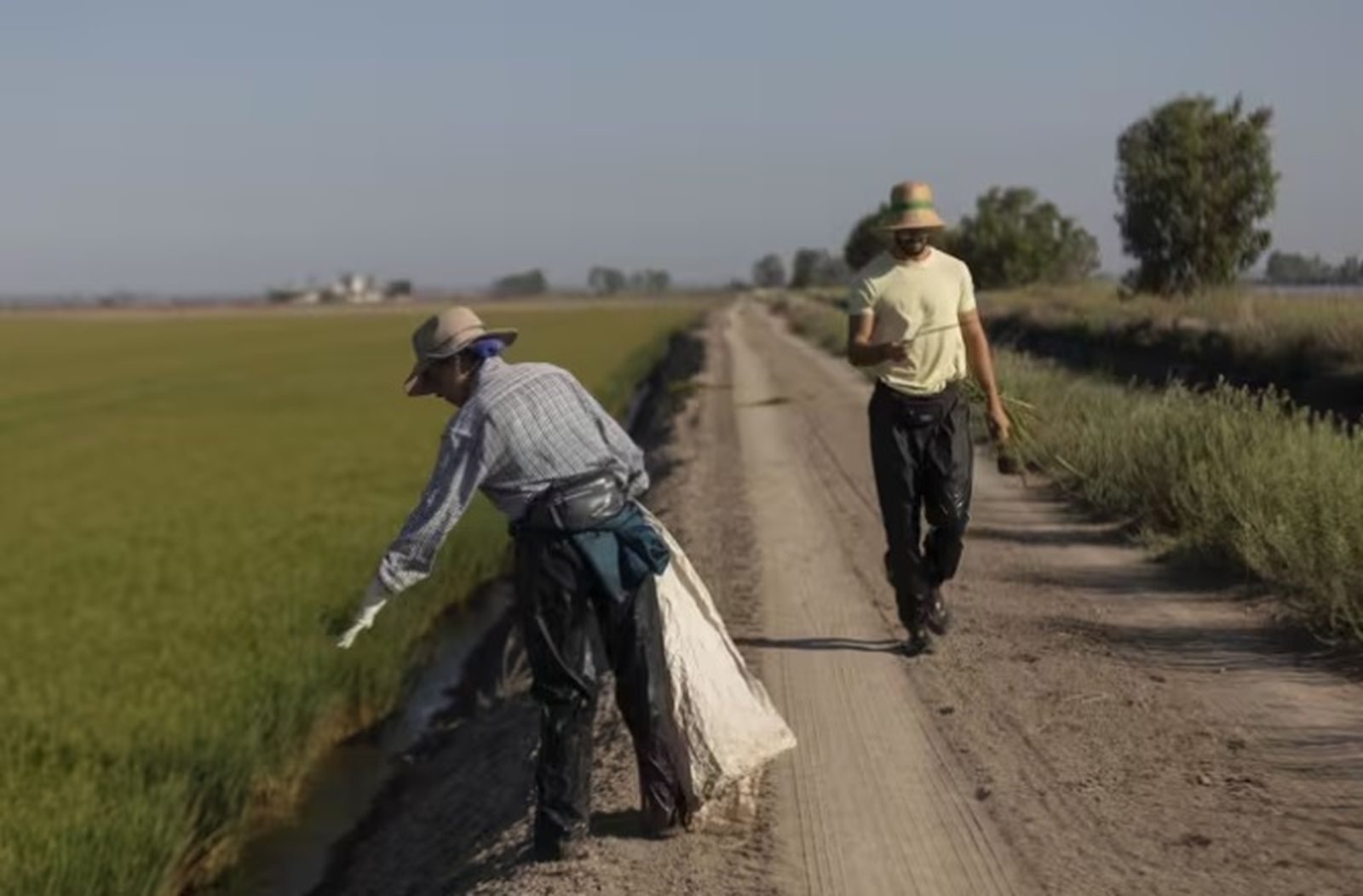 Un grupo de jornaleros durante su labor