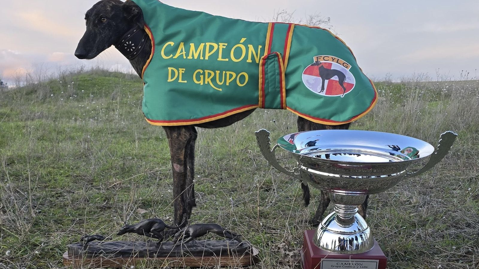 La galga salmantina Húngara de Francacelu