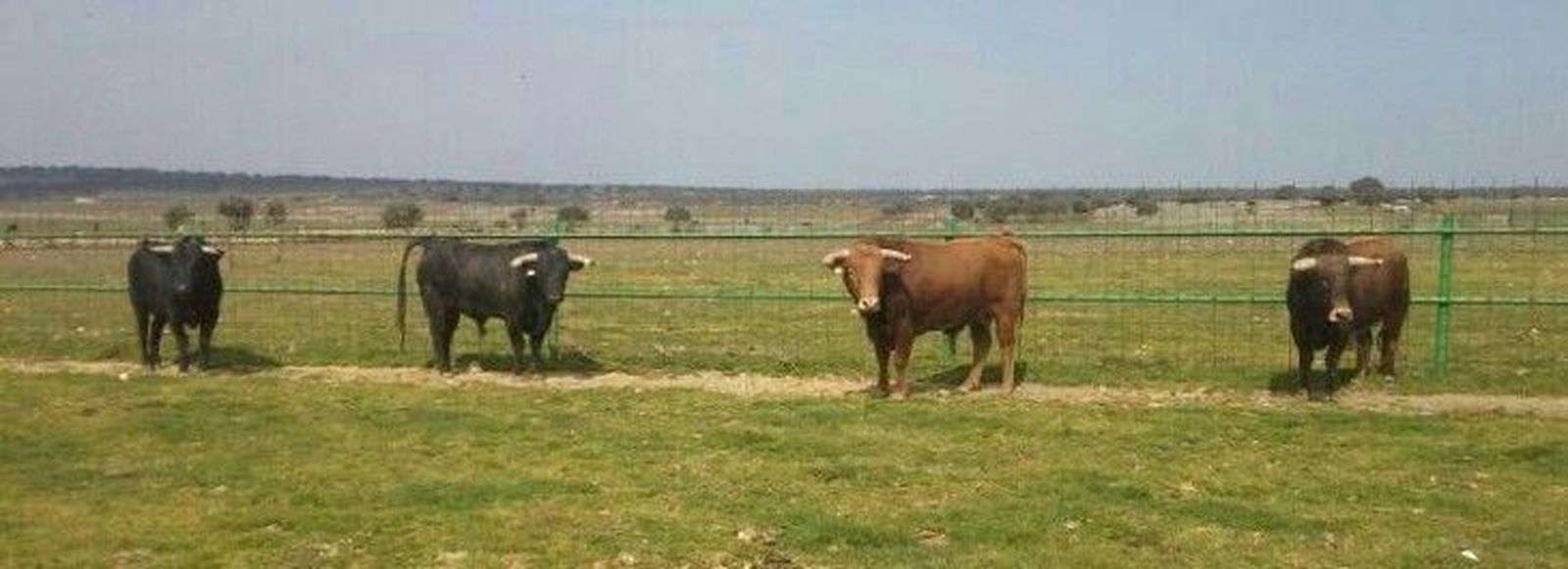Definidos los novillos de Julio García para el mano a mano en Ledesma