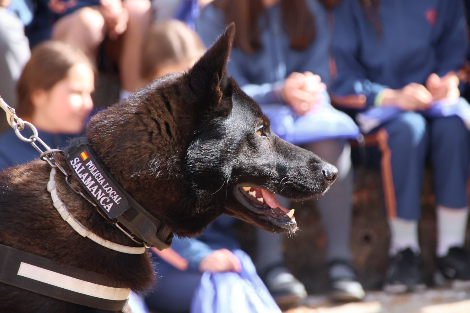Reportaje perros Policía Local "semillas de conciencia"