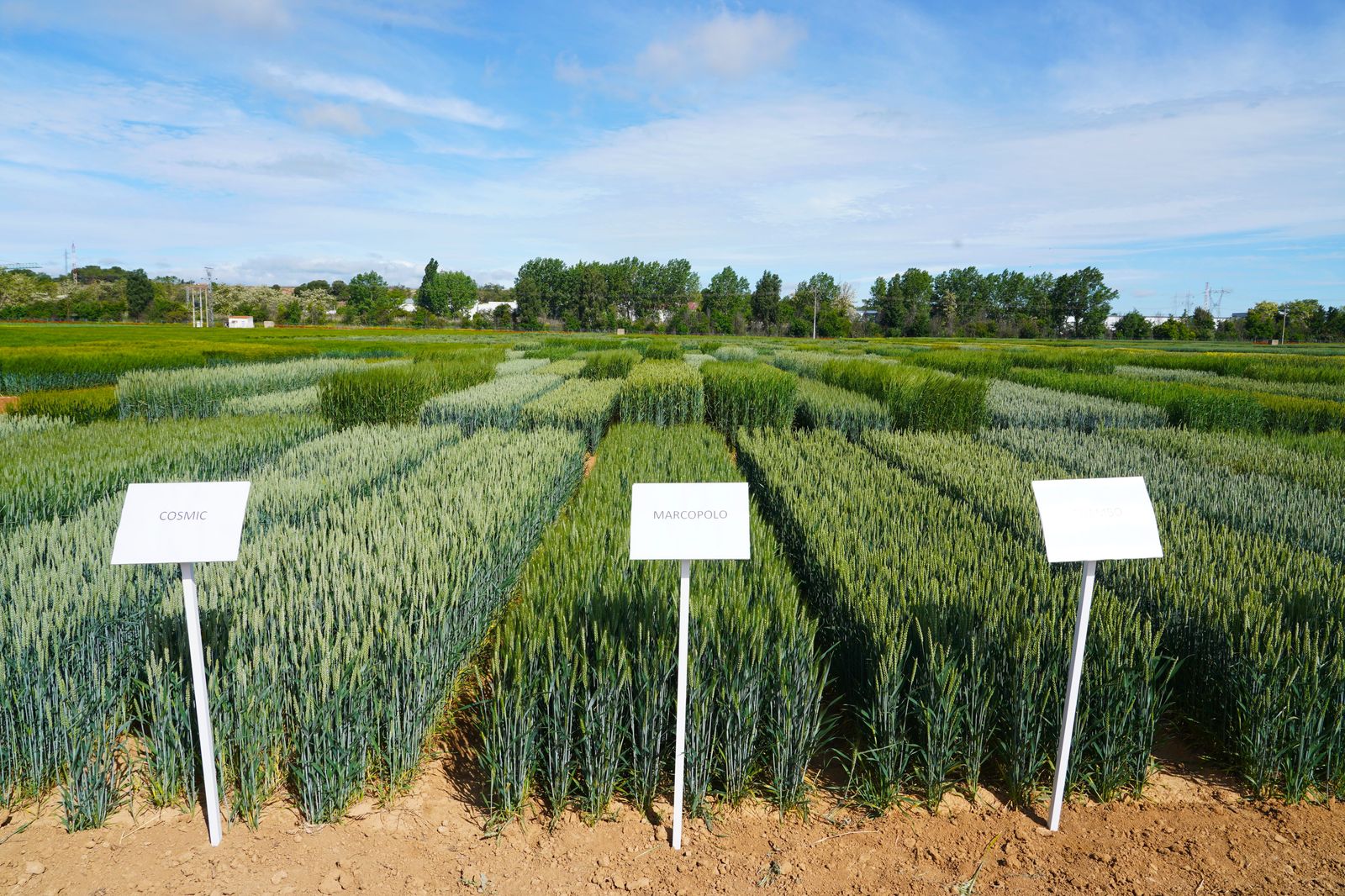 Variedades de cereal de los ensayos agrarios del Instituto Tecnológico Agrario de CyL | ICAL