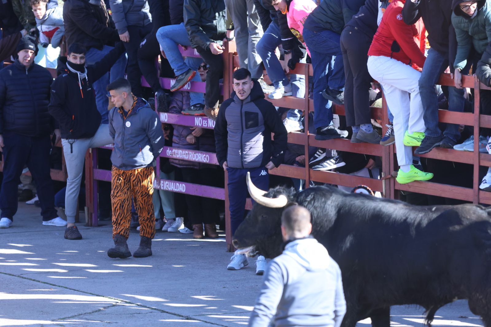 Toro del Antruejo 2026 en el Carnaval del Toro de Ciudad Rodrigo