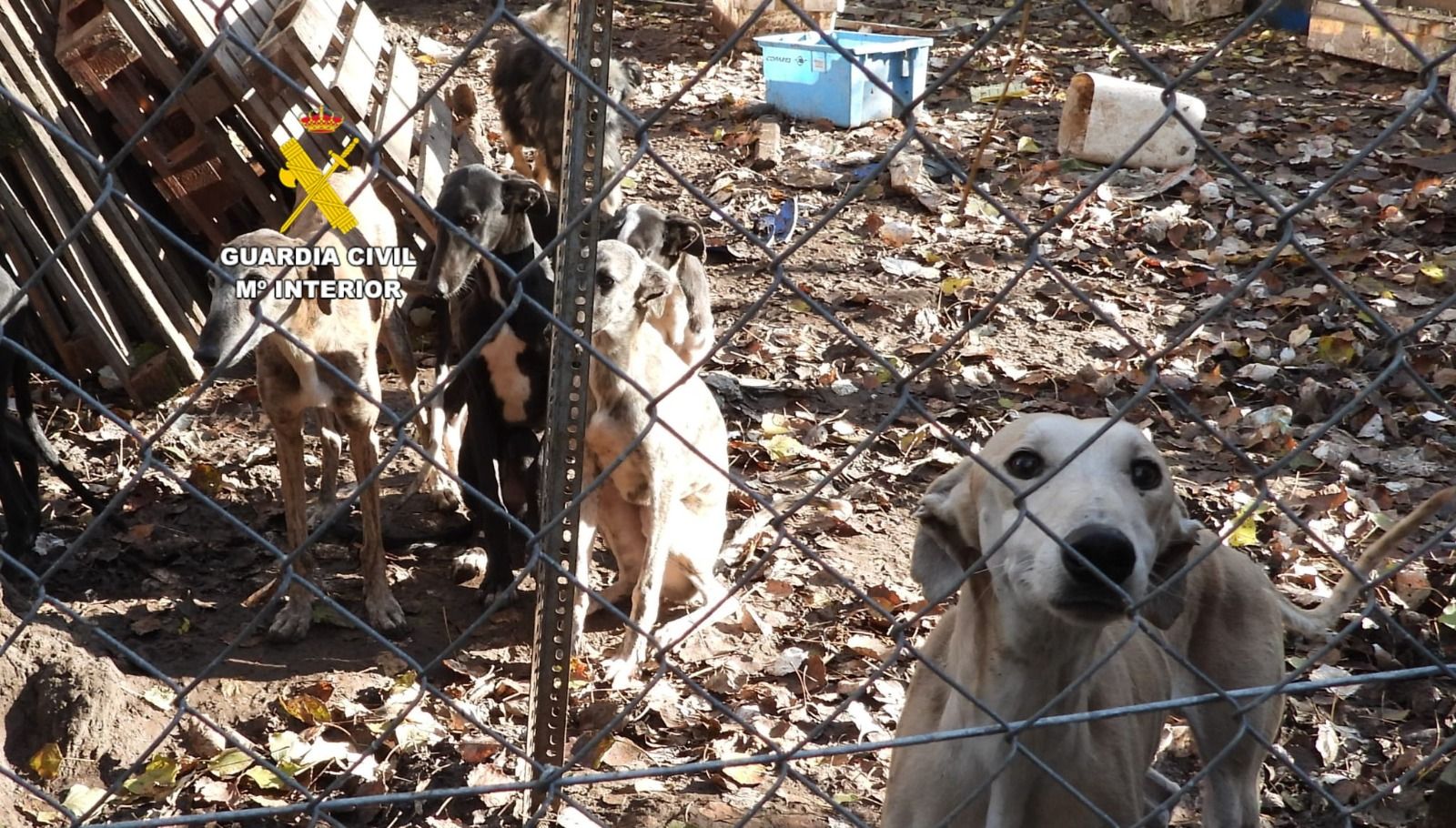 Imagen de los animales en cuestión