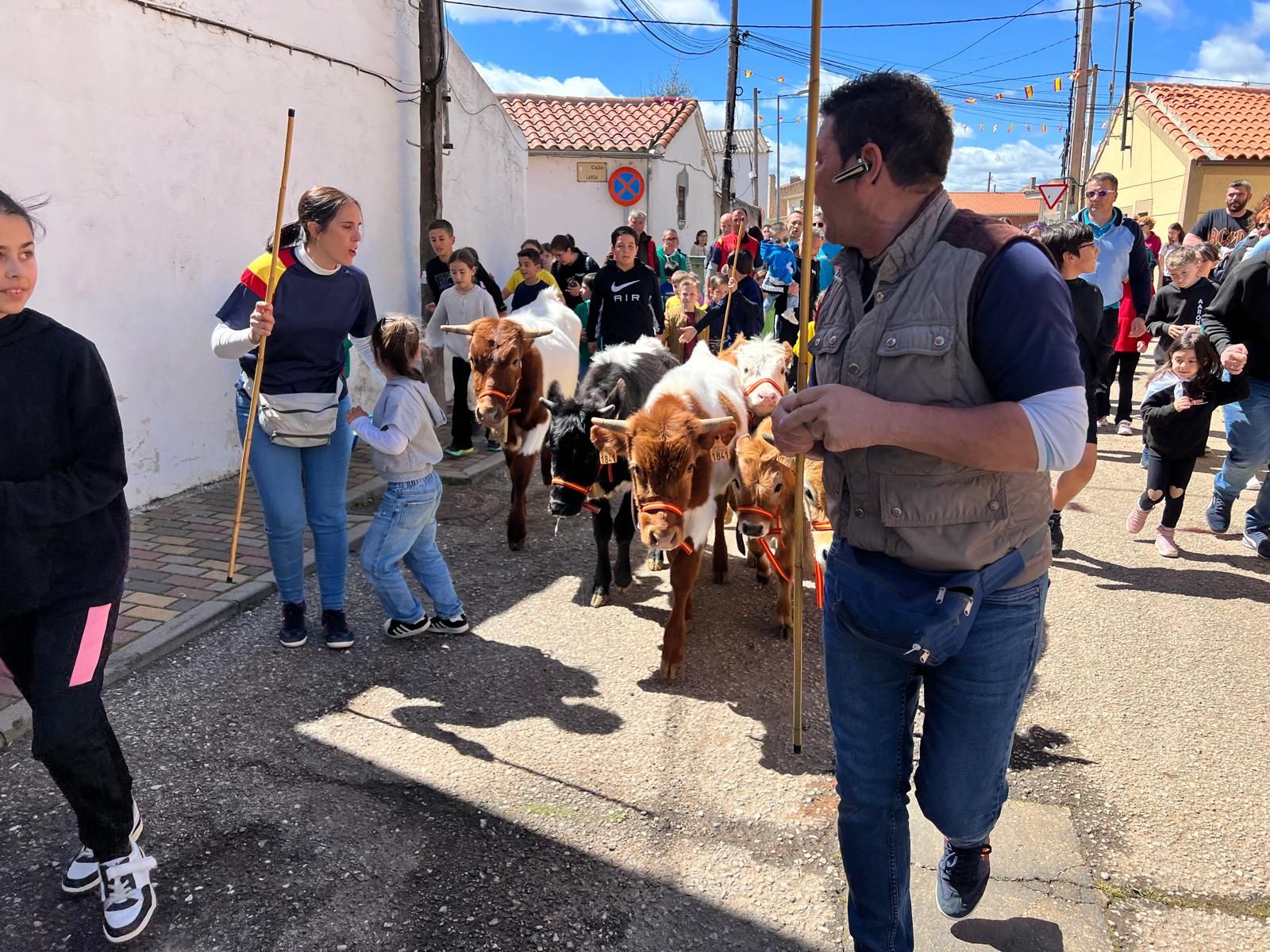 mini-bueyes-en-elas-fiestas-de-doninos-2025-20