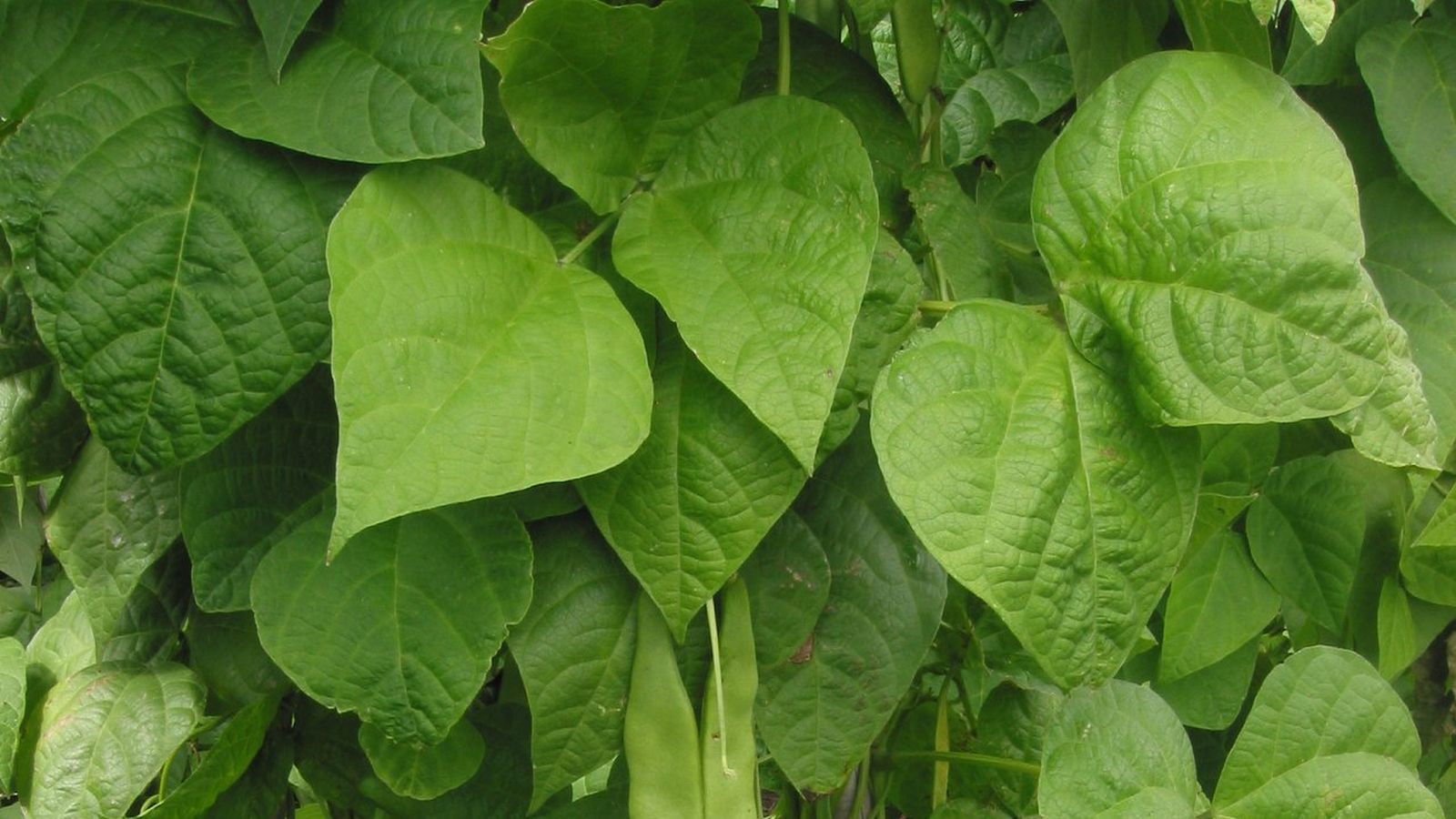 Judia Phaseolus vulgaris