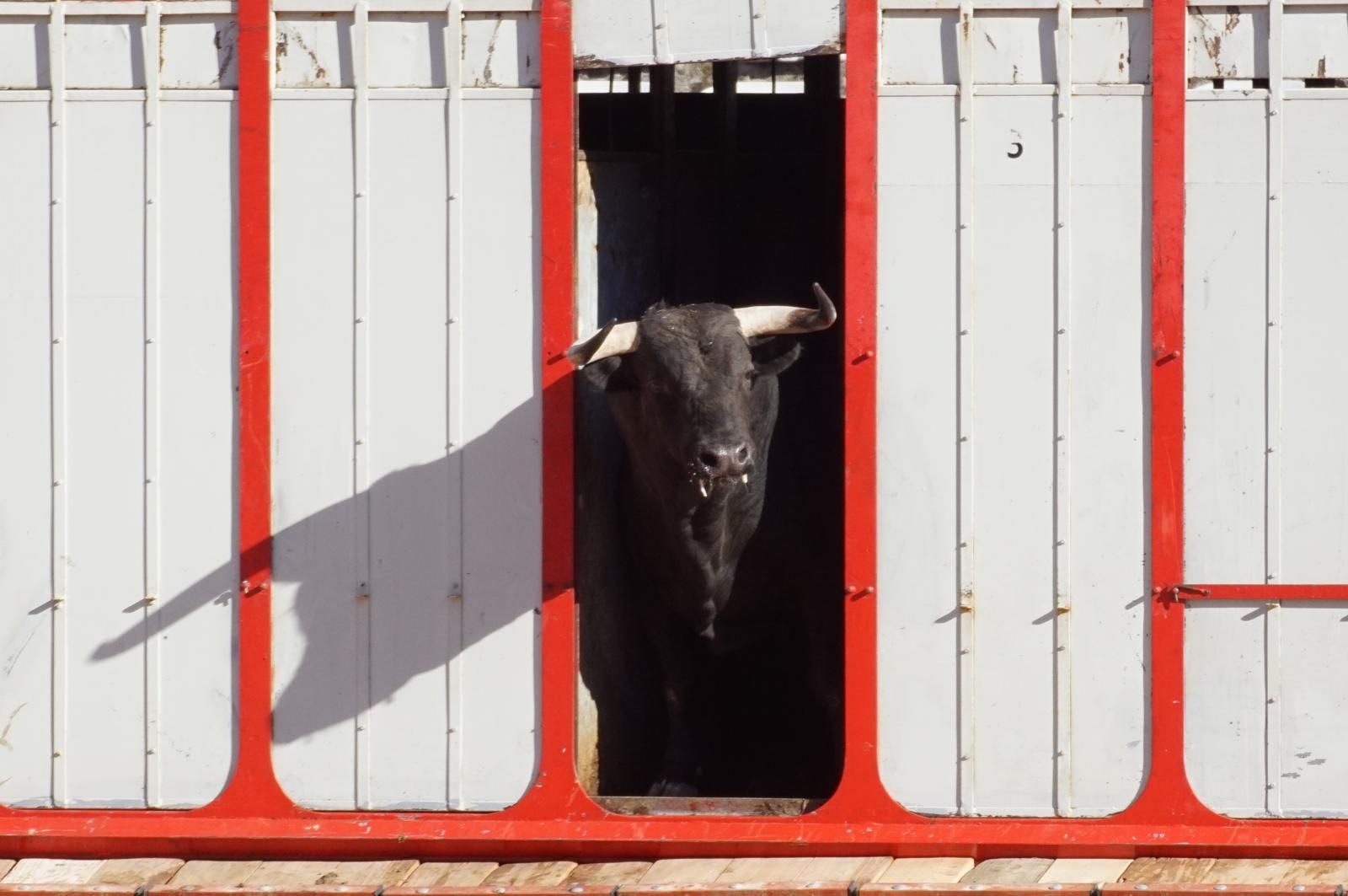Tradicional Desenjaule en la Plaza de Toros La Glorieta