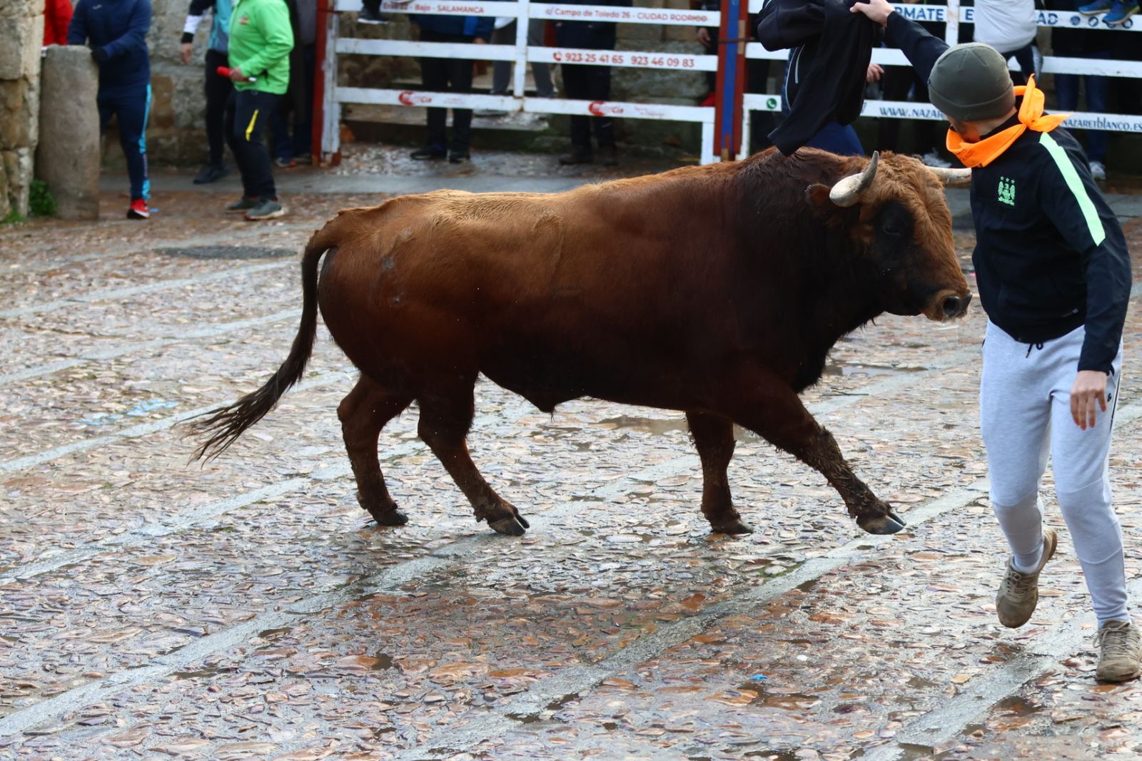 Toro del aguardiente en la mañana de martes del Carnaval del Toro 2026