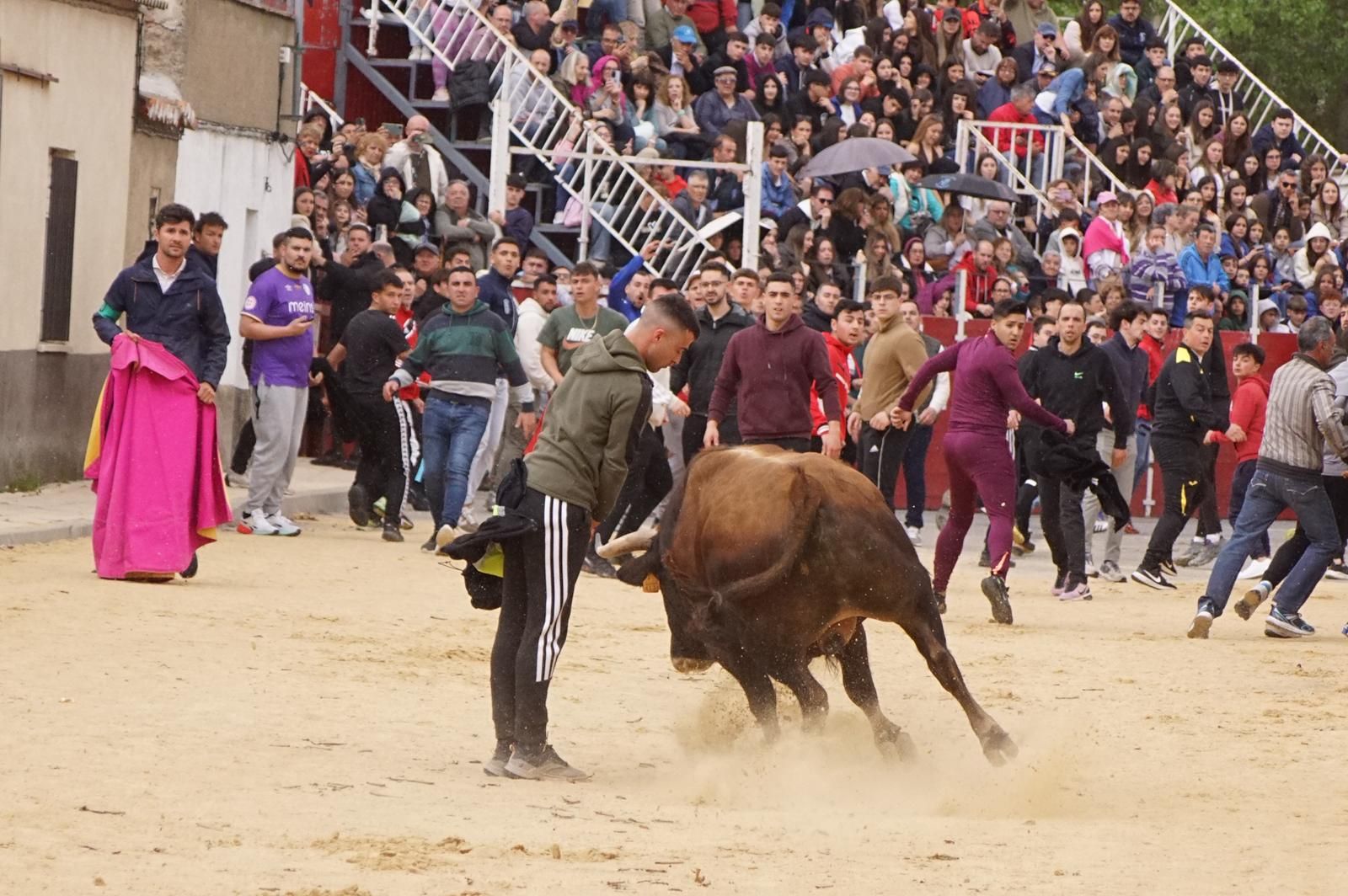 Villoria, toro del Voto