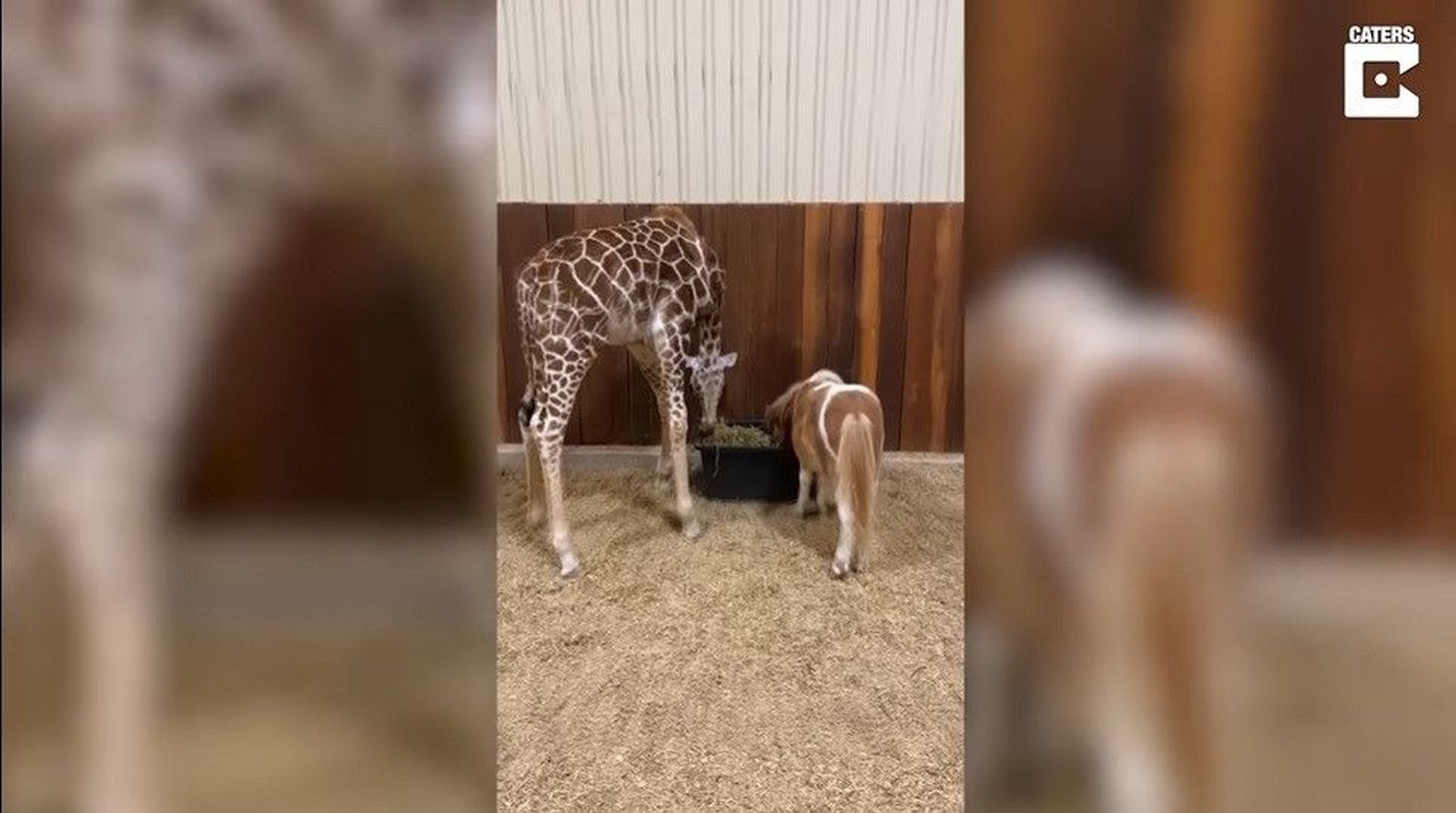 VÍDEO | Un caballo en miniatura y una jirafa se hacen buenos e inseparables amigos