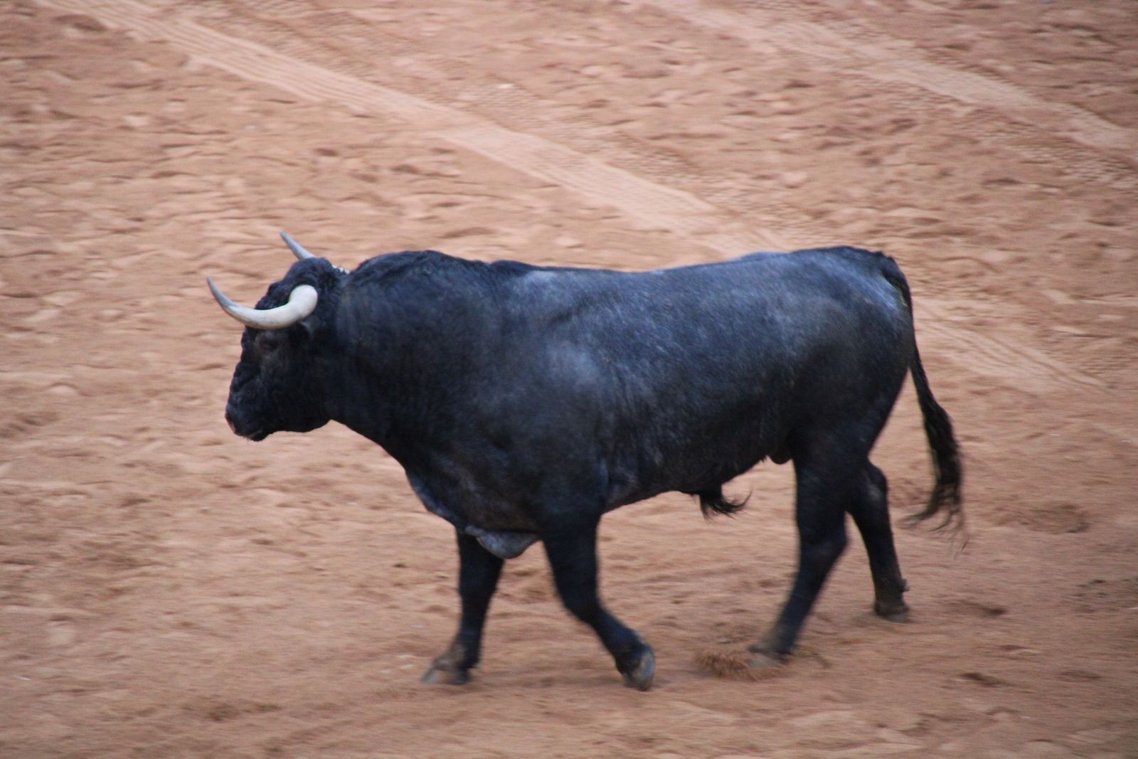 Capea domingo tarde Carnaval del Toro Ciudad Rodrigo 2025 con un astado de Víctorino Martín y de Guadajira. Foto: S24H