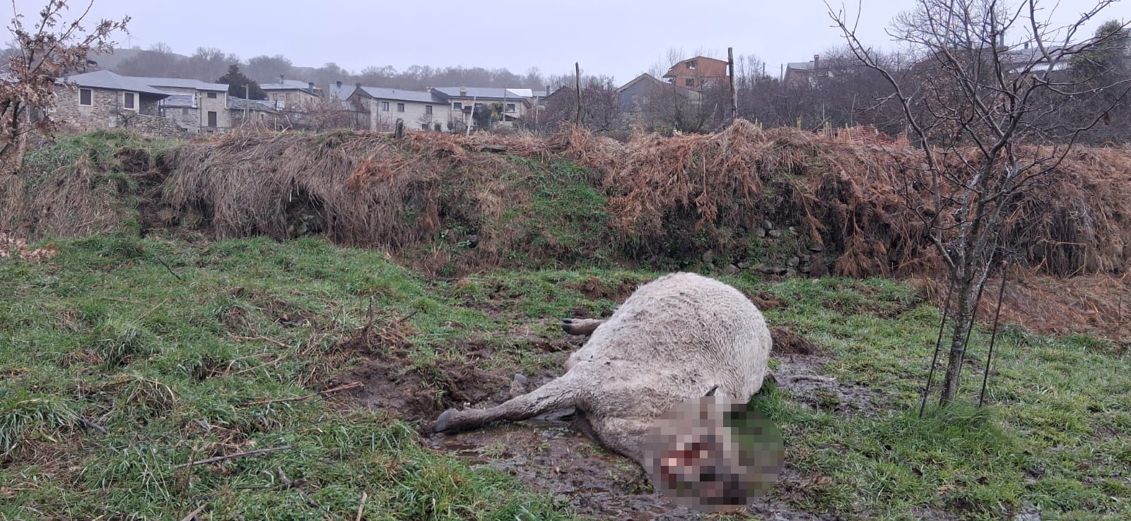 La vaca muerta en Chanos
